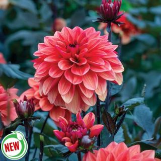 Striptease Dahlia Thumbnail